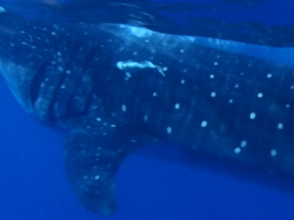 bfbf69ef-a850-479e-ba9c-37814cf284a6