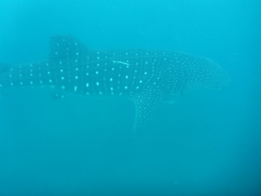 30fc4e9f-0c80-4a6f-8c02-0bbaab14221b