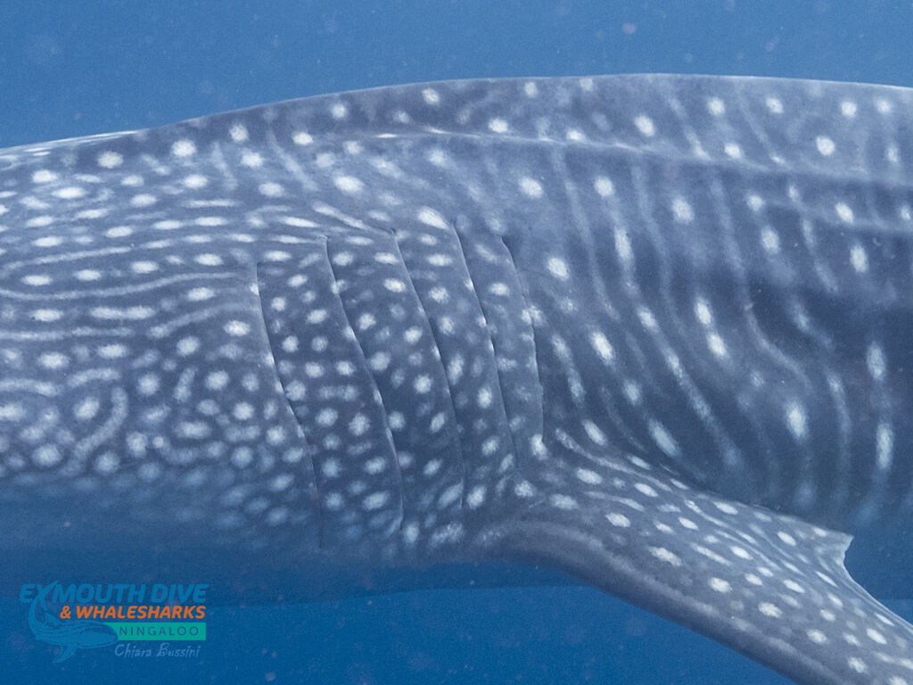 35060597-3328-4148-b50d-9e0a68cf4e56