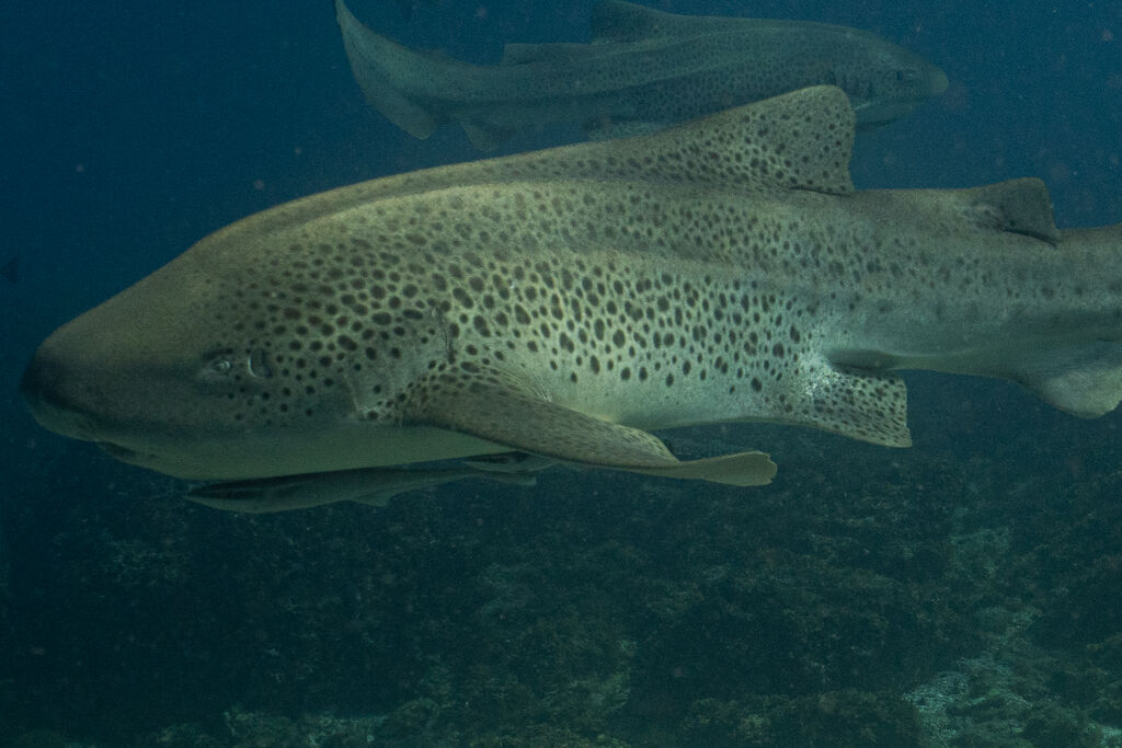 f88fc445-9677-4d7f-93a2-b9f3abc335ba