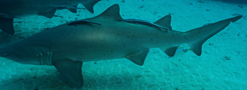 ab1661d2-67a4-417f-a655-e49ea5607da6