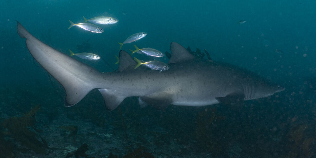 948c749f-10a3-4759-9481-b15da4e68670