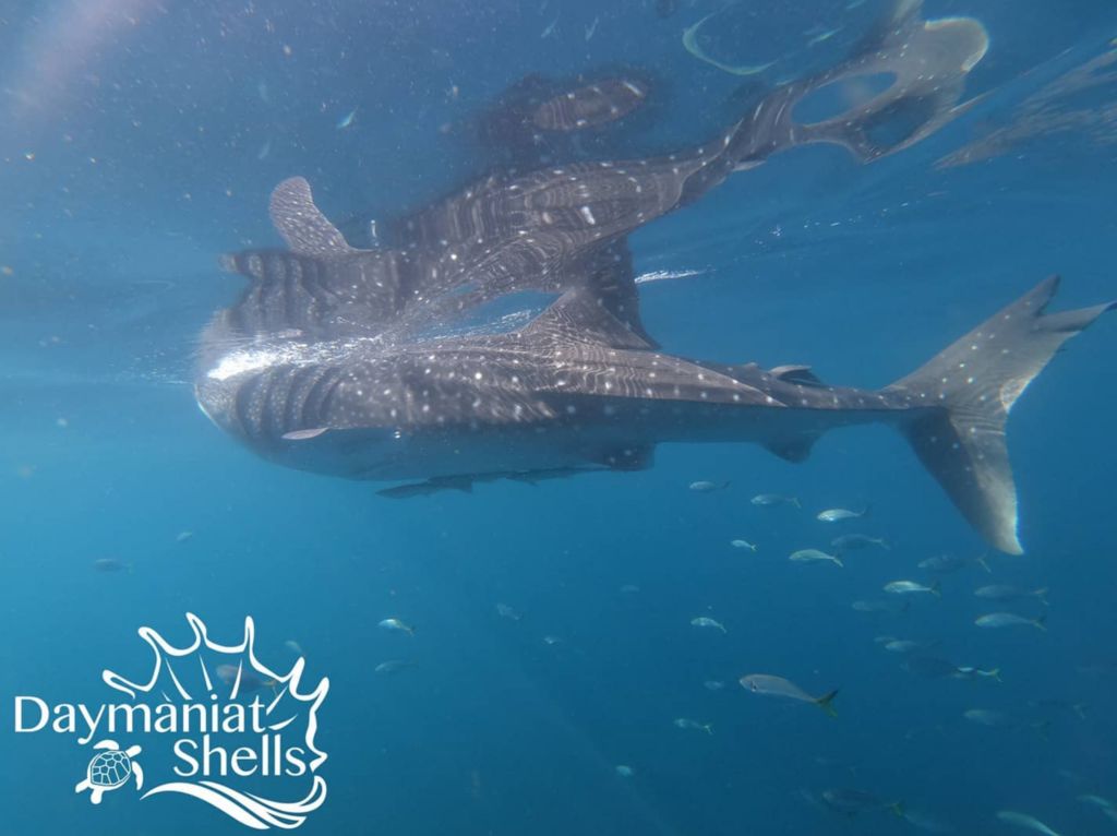 c4591503-feed-4992-abe9-58ea7cdd8036