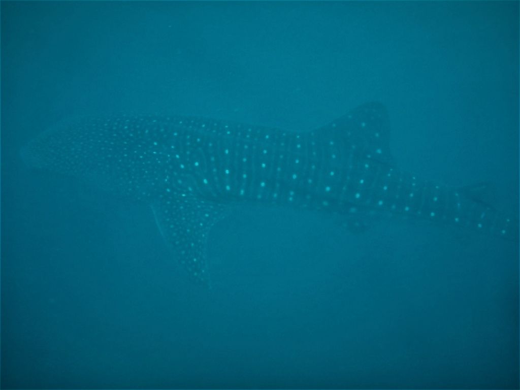 17aa2f06-3faa-4339-9a45-9d95f94b5771