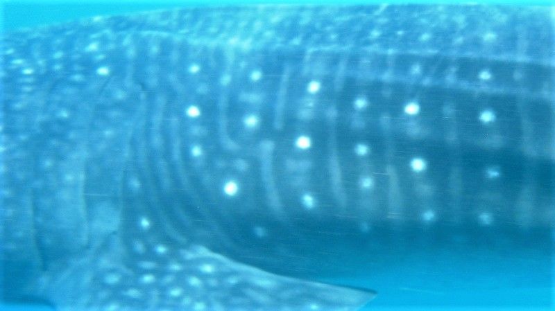 77783eda-175e-4052-bc9b-ed4013a994f0