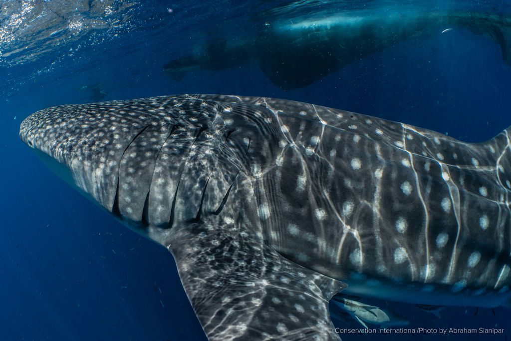 a3ea71a0-f279-4af7-be6c-6dd8bcaf7f28