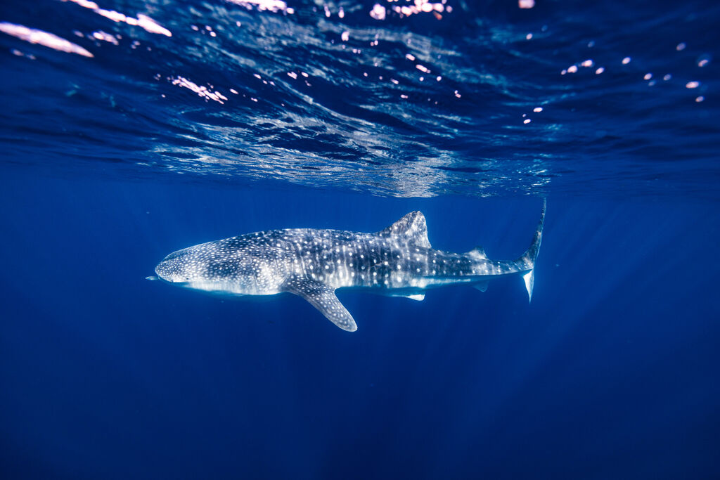 884de3eb-498a-42e8-9584-9dd650dd78e0