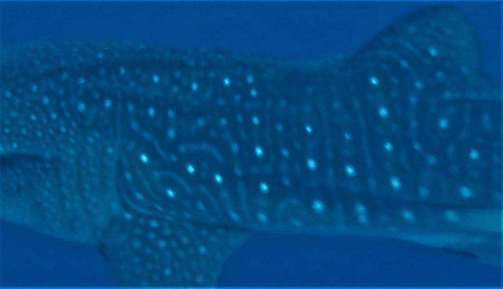 5cb874e3-3d56-4ba5-99ee-dbf231eb6f11