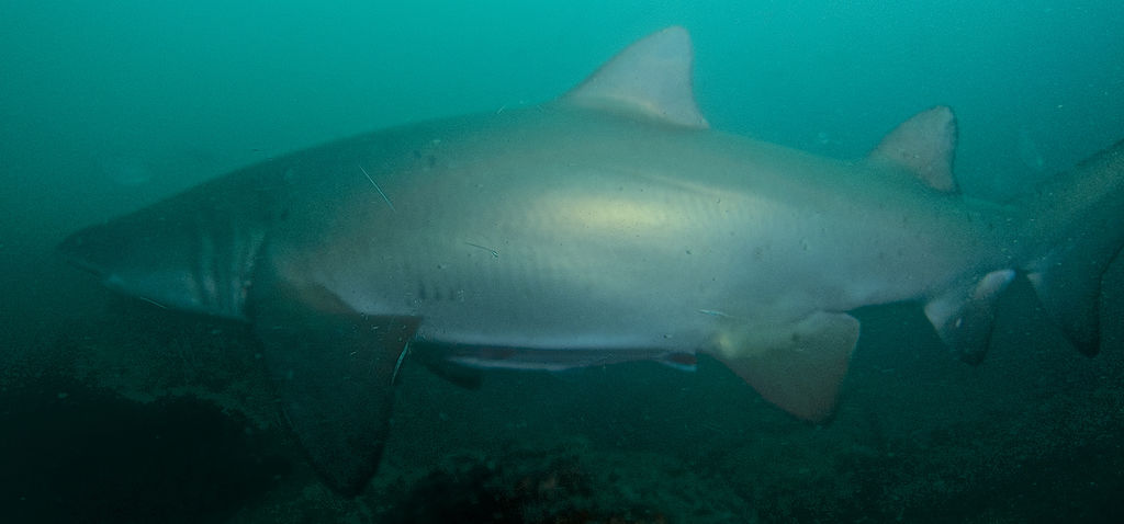 8d96e831-cfcd-45db-8457-91c8a11f681f