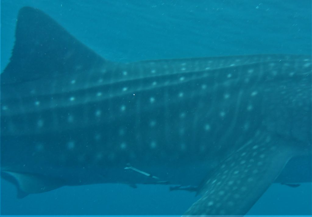 ee1eee42-770c-418c-8a71-99bda36ea9ae