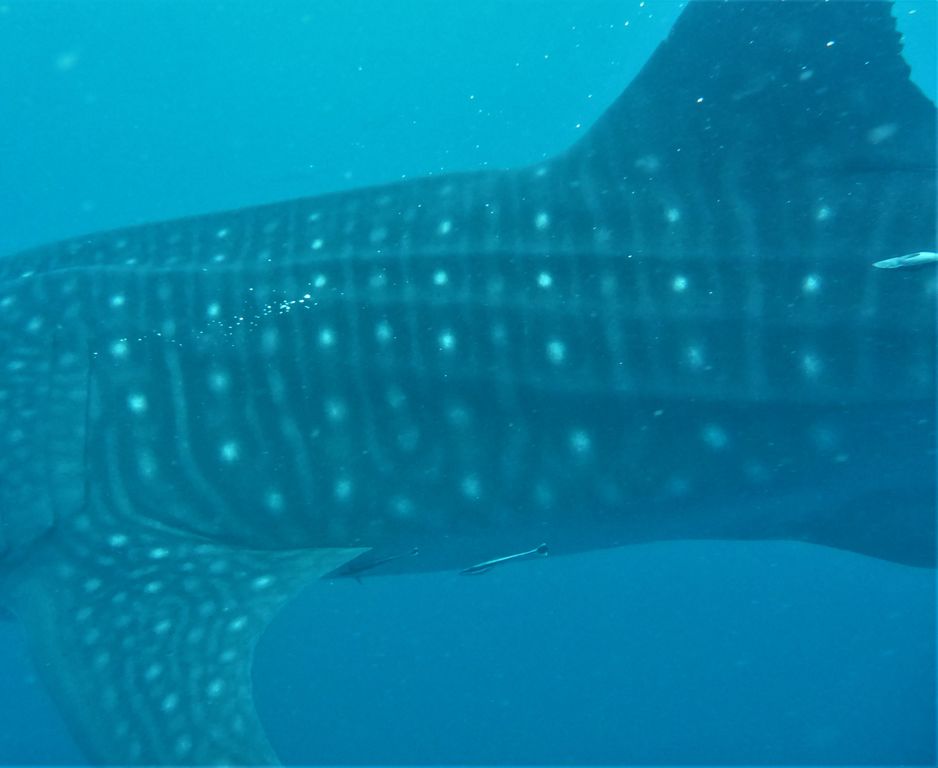 ee1eee42-770c-418c-8a71-99bda36ea9ae