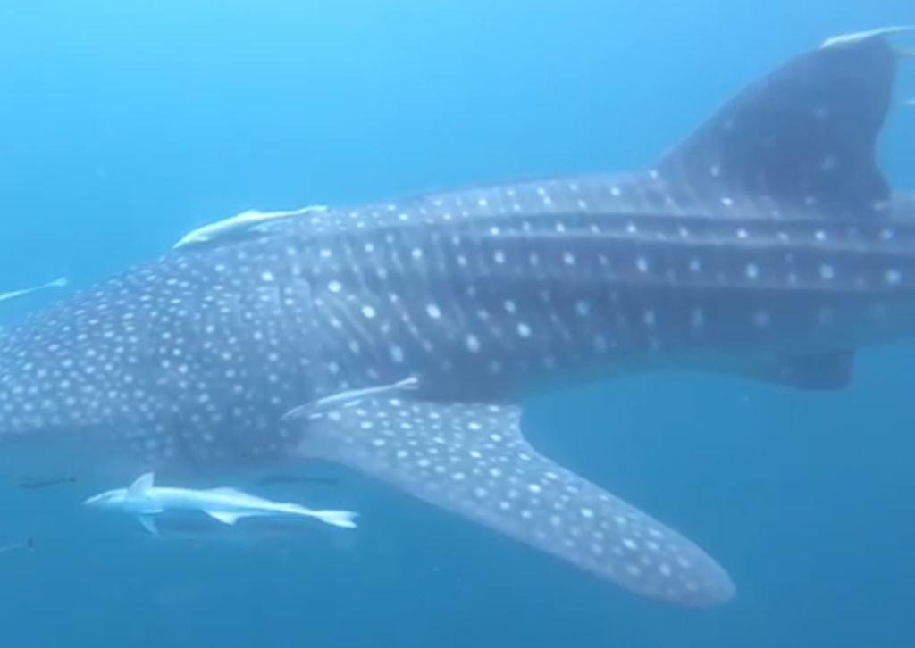 f93022b0-c53b-4929-8ca1-5a21de249c46