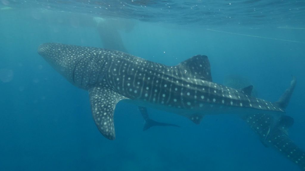 2567d51a-8c77-4d19-866e-f23620f5ce85