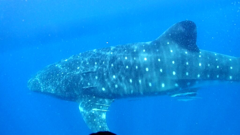 86e7e6b6-229f-4693-bd7d-b84b95b3c2cf