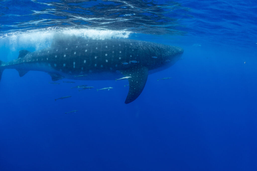 86e7e6b6-229f-4693-bd7d-b84b95b3c2cf