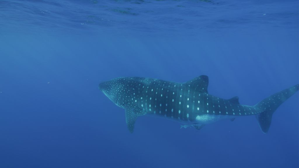 6725c55c-3113-486c-93cf-405fd1fae86b