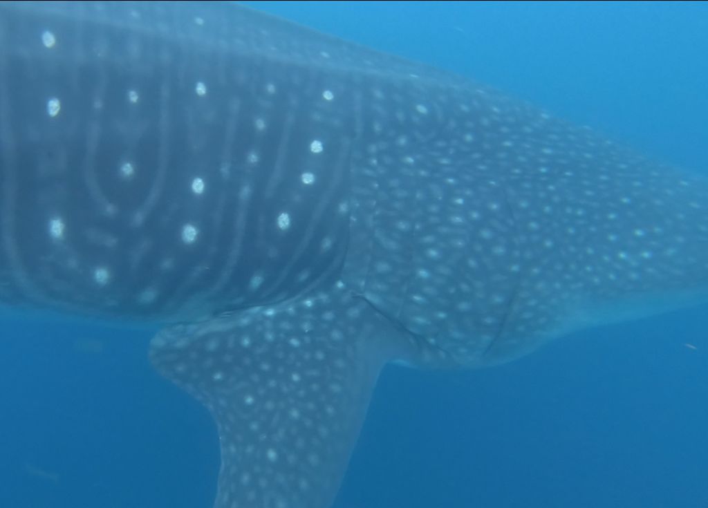 97b8fa48-0888-4456-86ca-6284b5de4f2a