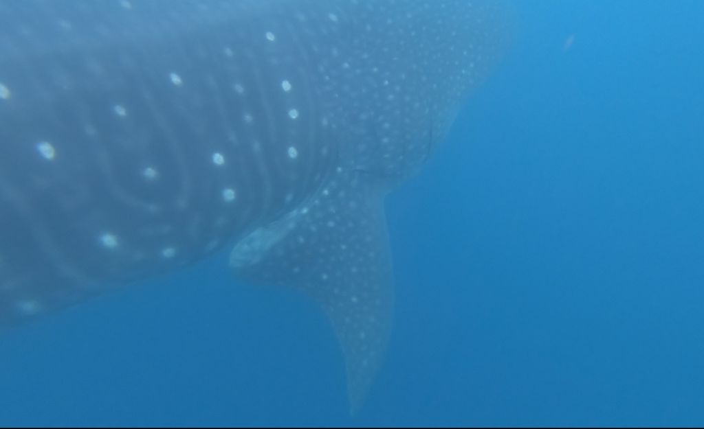 97b8fa48-0888-4456-86ca-6284b5de4f2a