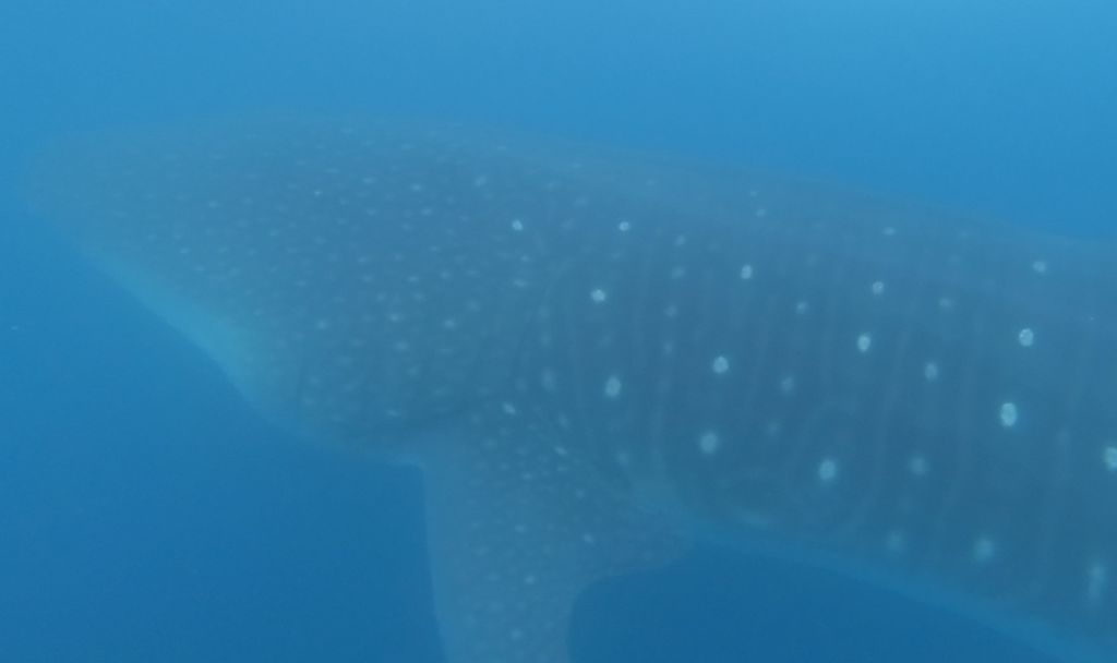 97b8fa48-0888-4456-86ca-6284b5de4f2a