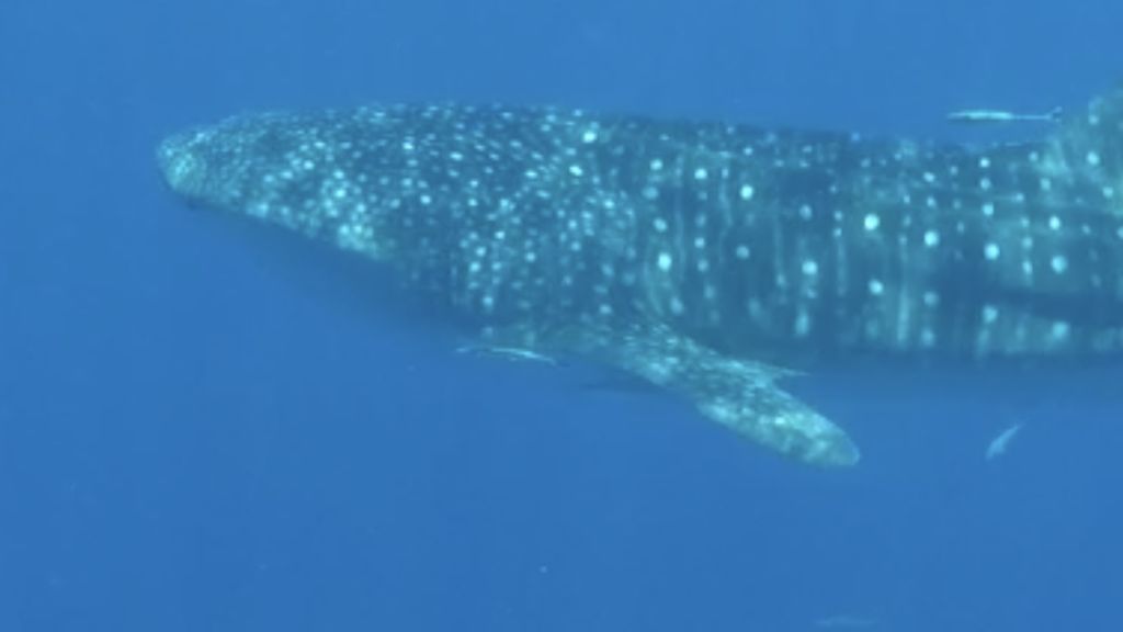 f661e9c0-edf6-4d9b-b4dd-fad387b7afa6