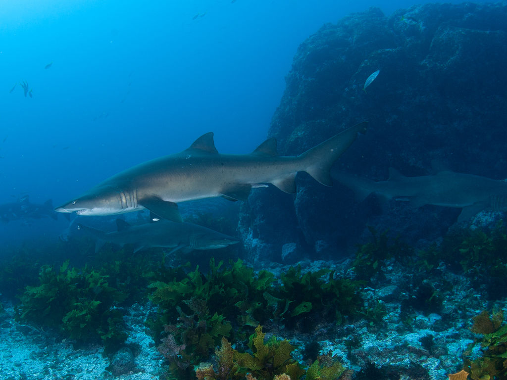 70c1a1d5-9a85-4d36-a97e-ea531aff326e