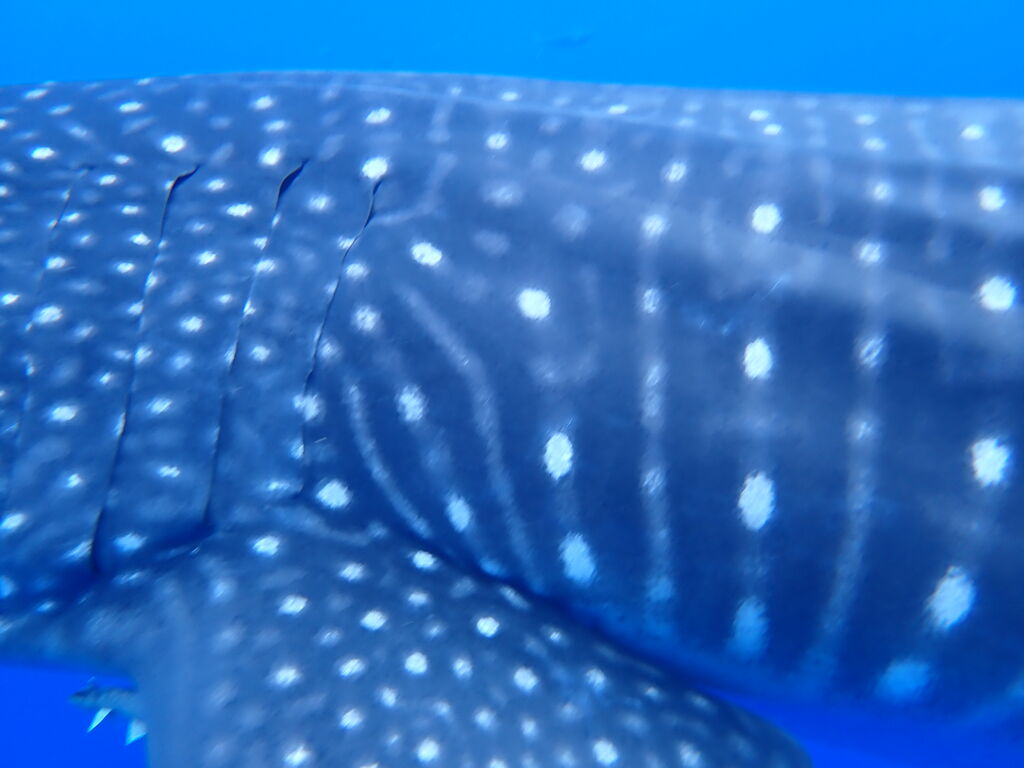 6beaa9ac-3482-4b80-81b4-67841c3b1f1d