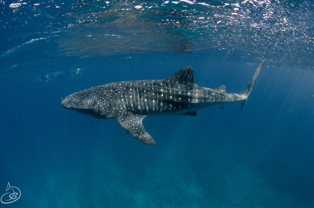 35ee9116-ae48-499f-b1d5-08c8add8e8c3