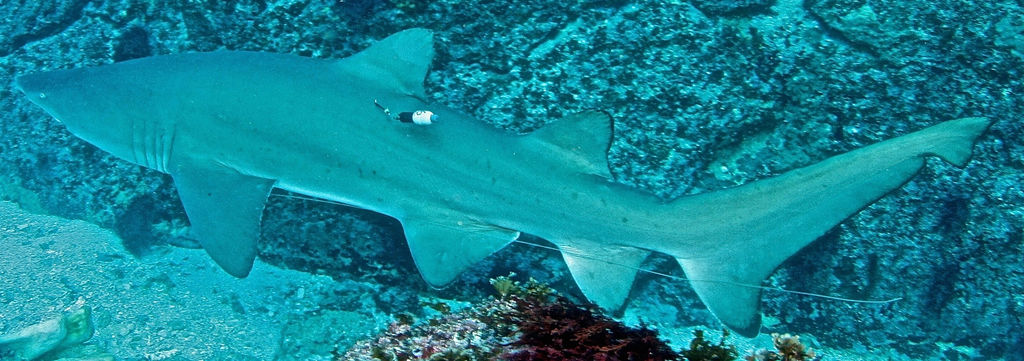 994263e4-2c71-44d6-ac4a-61b01029bc41