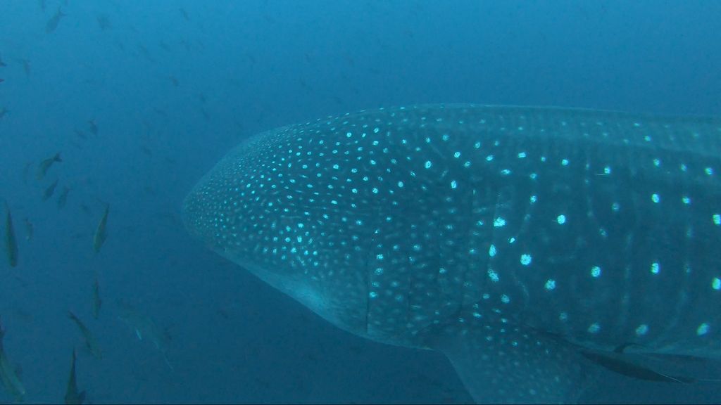 3a0eef9f-4245-4a7a-95fa-30519772a644