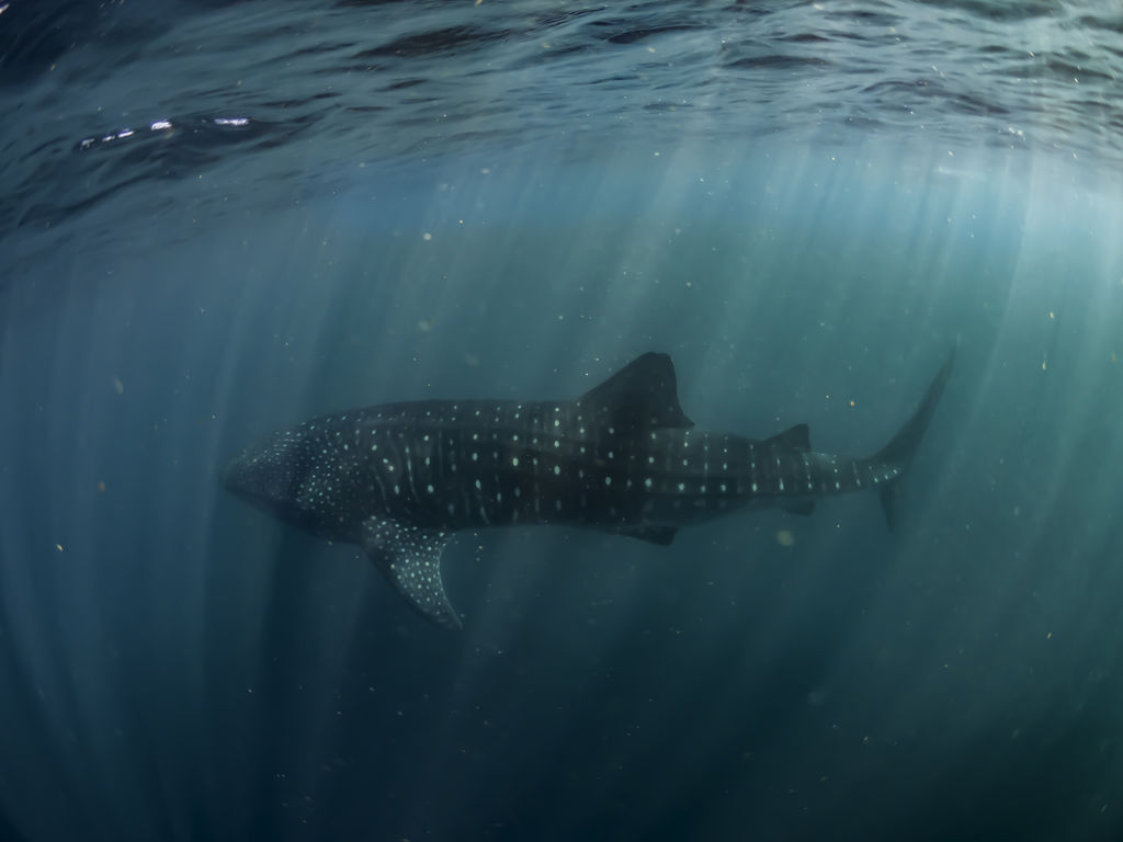 0be627e1-0bca-4231-98ad-74a8112100f5