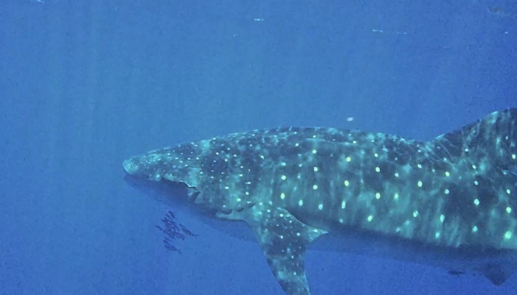 2de7af8e-5efe-4bdb-ba76-3b798c0cc961