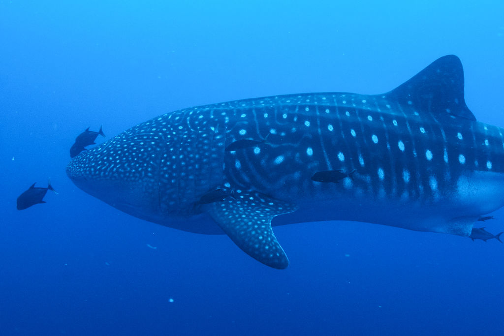 75831d9a-4b15-4a8b-8379-e79295da93dc