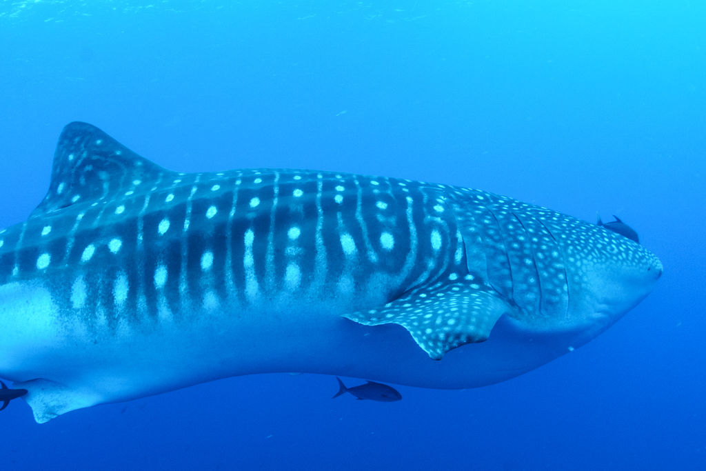 75831d9a-4b15-4a8b-8379-e79295da93dc