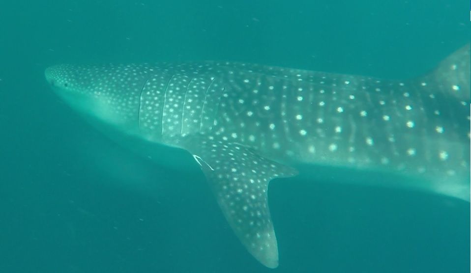 d4604d69-9add-411c-8d14-fbe9fd54096d