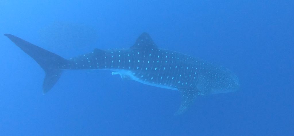 f6bc7f5f-128c-40e1-8ed0-6ed9e3b69874