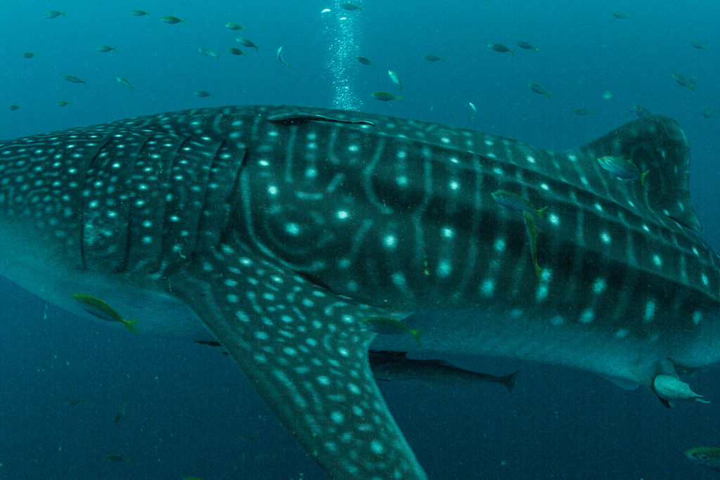 14262cb8-e733-44e9-82b5-ae0b82bad7b2