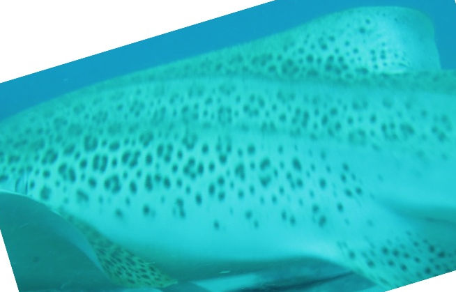 cf2ba0af-a618-400e-b7e4-563961c3e4da