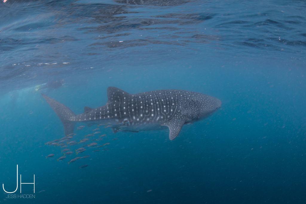 9cb3eb86-7403-41f1-acfa-f1e6e7014e21