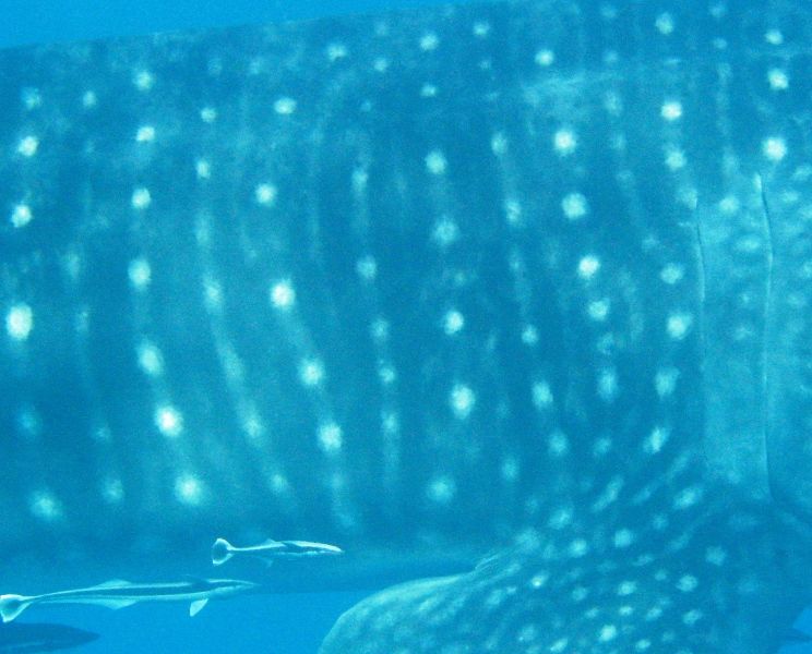 29ad1b6e-077e-4815-85b7-cdb76876a8cf