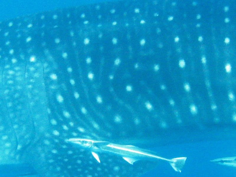 29ad1b6e-077e-4815-85b7-cdb76876a8cf