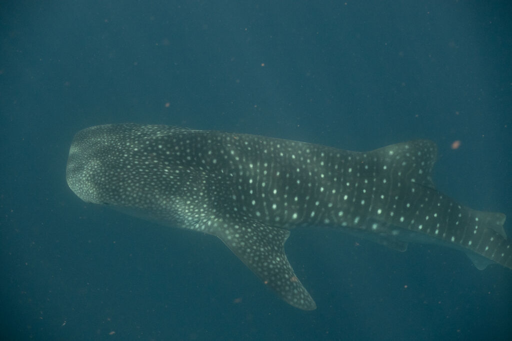 06544be6-a119-4532-83de-d8411a473a90