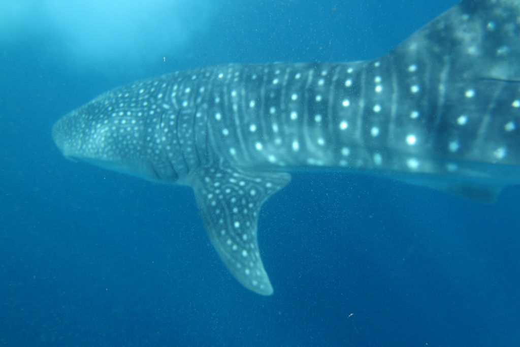 98d19033-11e2-4036-a7b4-3ff1c7a8466d