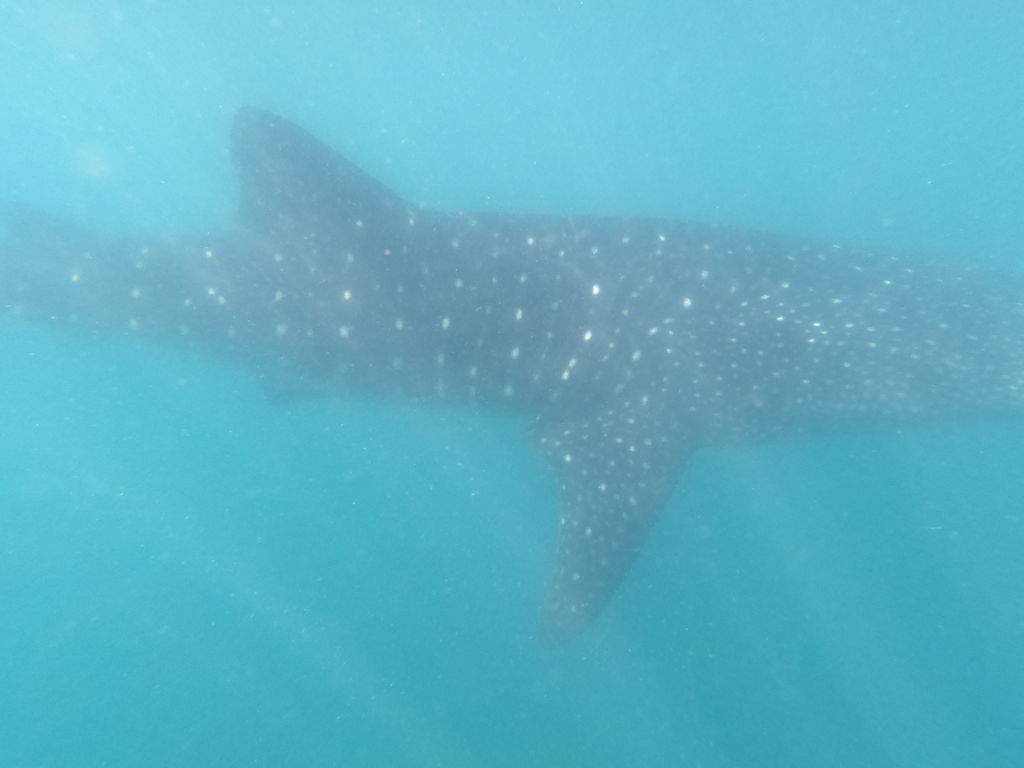 78f2785d-dc9f-4ffa-a62f-d73220c91735