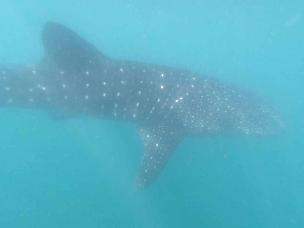 78f2785d-dc9f-4ffa-a62f-d73220c91735