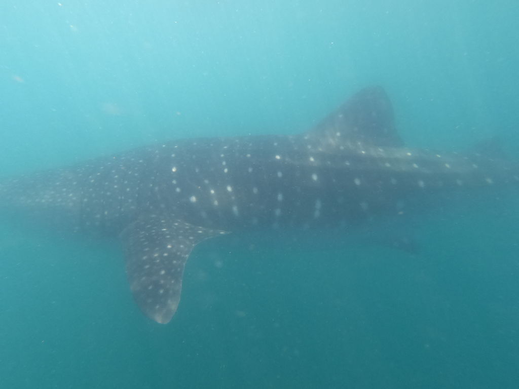 78f2785d-dc9f-4ffa-a62f-d73220c91735