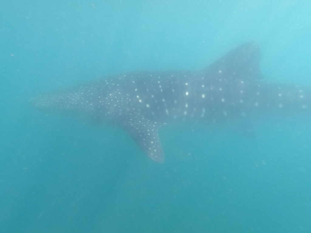 78f2785d-dc9f-4ffa-a62f-d73220c91735