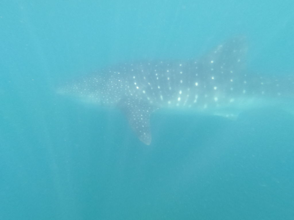 78f2785d-dc9f-4ffa-a62f-d73220c91735