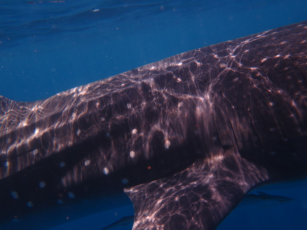 452b0aa7-c452-496c-b825-a70aaeaeb3e4