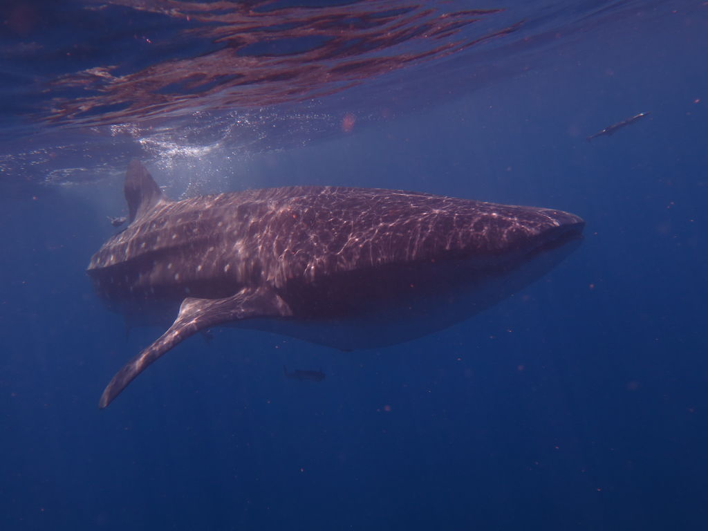 452b0aa7-c452-496c-b825-a70aaeaeb3e4