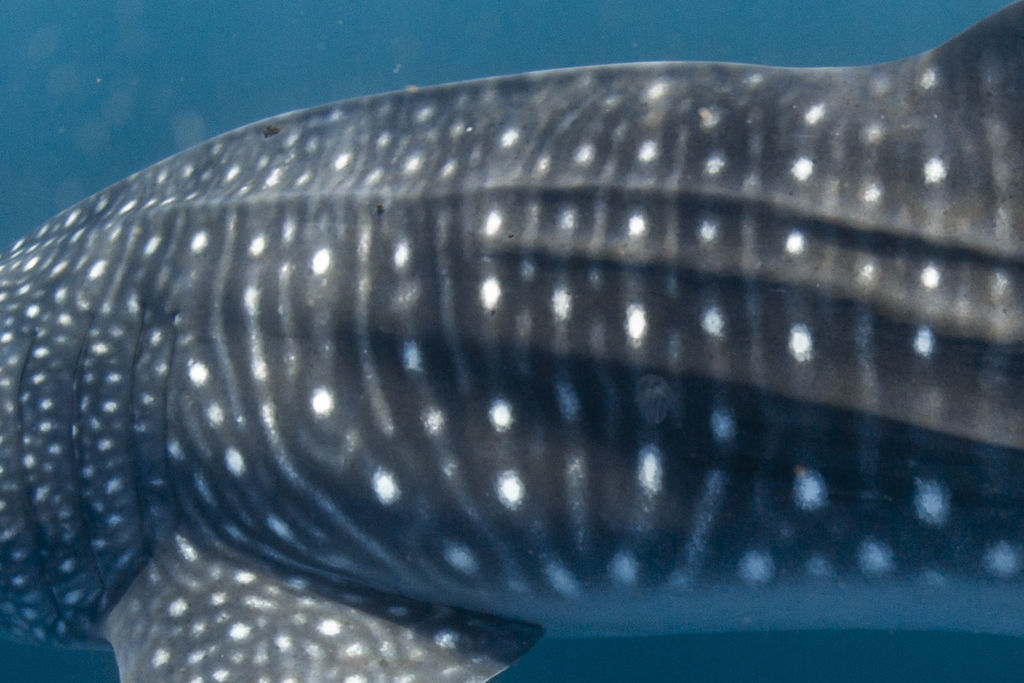 2ab0c1c7-a51b-4819-8edb-fa3068951f0a